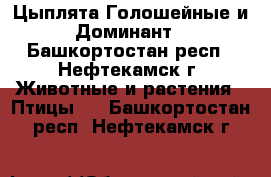 Цыплята Голошейные и Доминант - Башкортостан респ., Нефтекамск г. Животные и растения » Птицы   . Башкортостан респ.,Нефтекамск г.